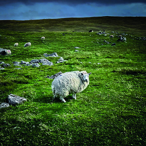 Poor Genetic Material Pastoral