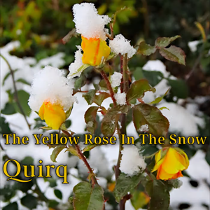 Quirq Yellow