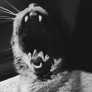 The Bullseyes Wild
